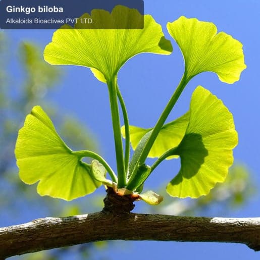 Alkaloids Bioactives PVT LTD. sell "Ginkgo biloba"