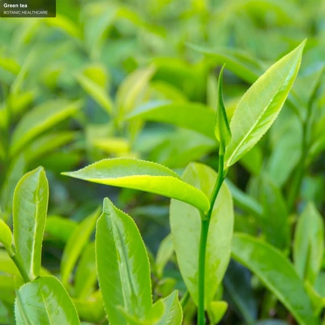 BOTANIC HEALTHCARE sell "Green tea"