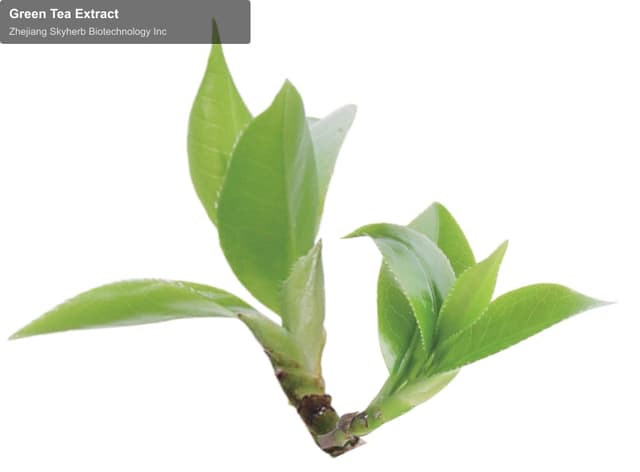 Zhejiang Skyherb Biotechnology Inc sell "Green Tea Extract"