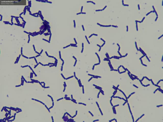 Advenza Global Limited sell "Lacticaseibacillus casei"