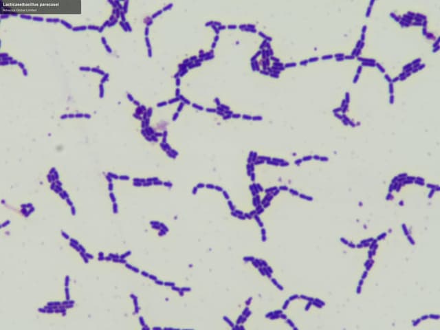 Advenza Global Limited sell "Lacticaseibacillus paracasei"