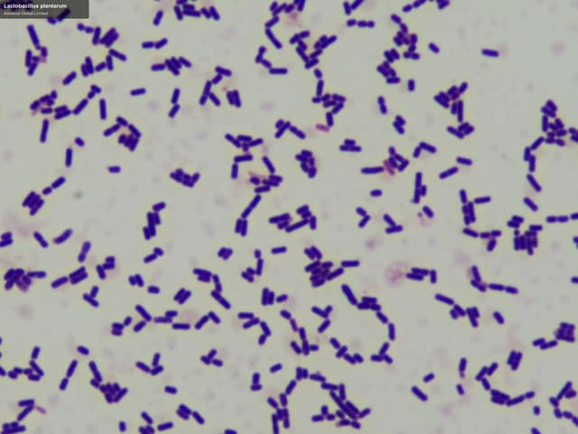 Advenza Global Limited sell "Lactobacillus plantarum"