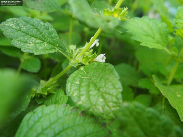 SELECT BOTANICAL SL sell "LEMON BALM EXTRACT"