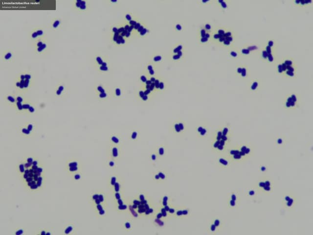 Advenza Global Limited sell "Limosilactobacillus reuteri"