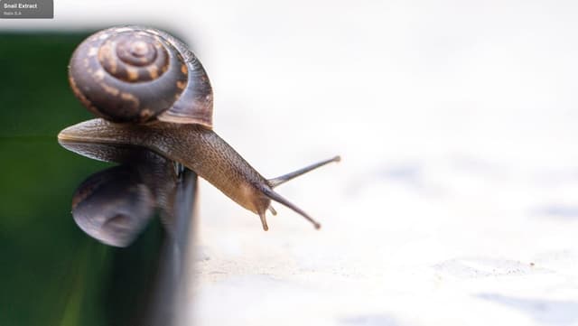 Natix S.A sell "Snail Extract"