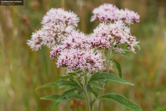SELECT BOTANICAL SL sell "VALERIAN ROOT EXTRACT"
