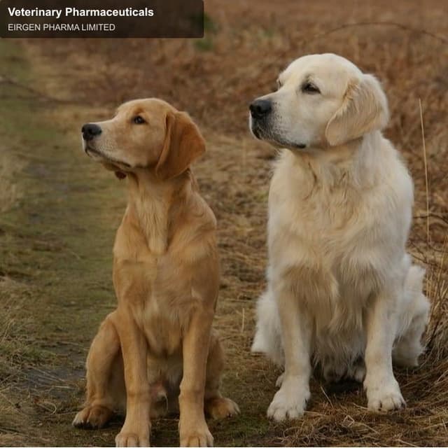 EIRGEN PHARMA LIMITED sell "Veterinary Pharmaceuticals"