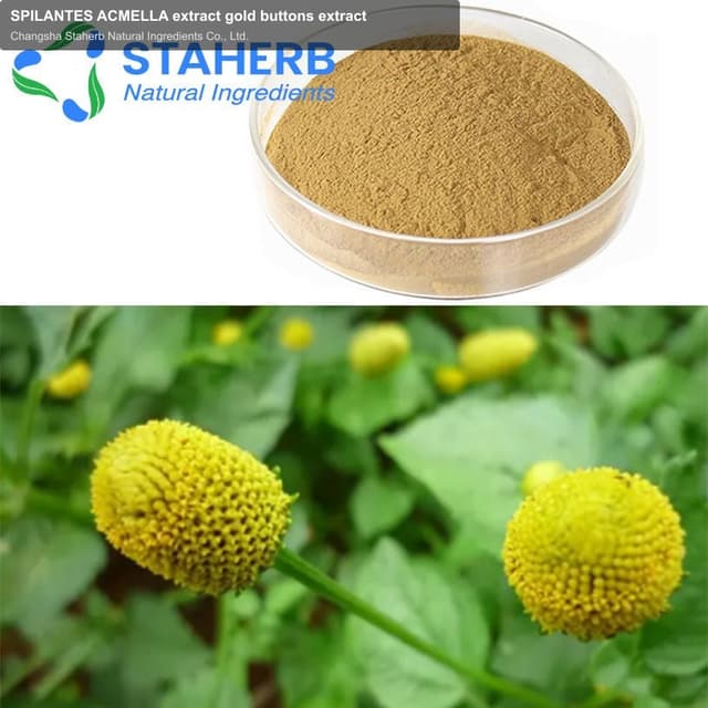 SPILANTES ACMELLA extract gold buttons extract