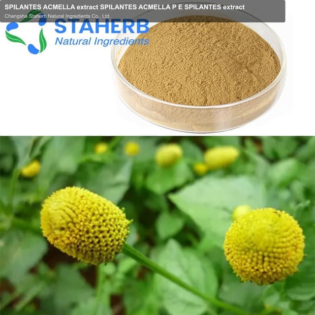 SPILANTES ACMELLA extract SPILANTES ACMELLA P E SPILANTES extract
