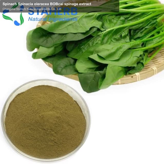 Spinach Spinacia oleracea BOBcai spinage extract