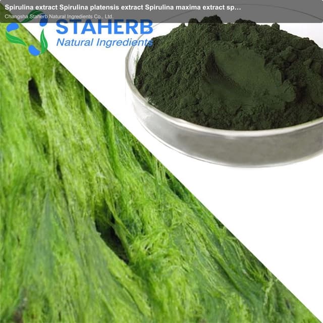 Spirulina extract Spirulina platensis extract Spirulina maxima extract spirulina powder