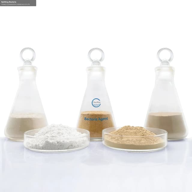 Splitting Bacteria