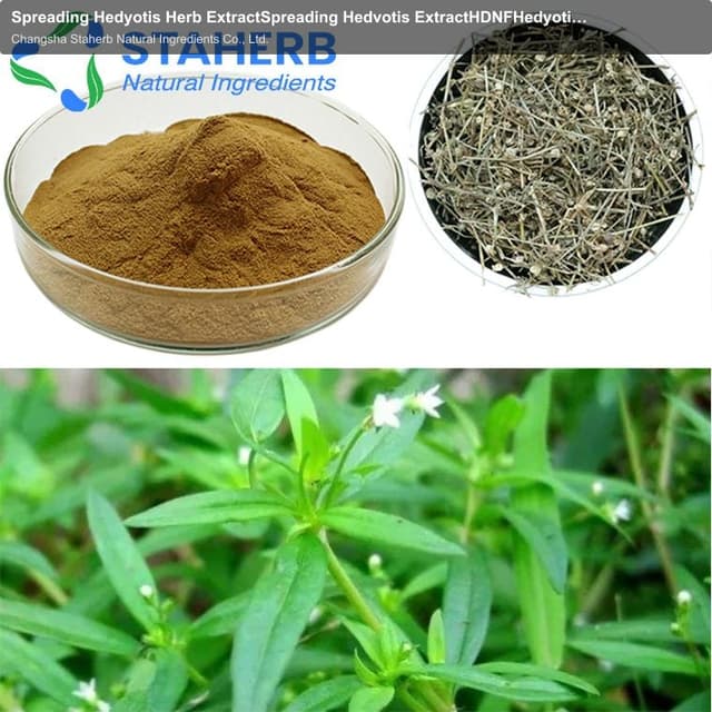Spreading Hedyotis Herb ExtractSpreading Hedvotis ExtractHDNFHedyotis Diffusa Willd Extract