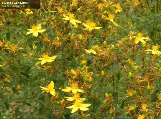 St.John`s Wort Extract