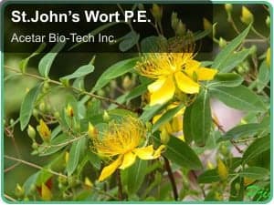 St.John’s Wort P.E.