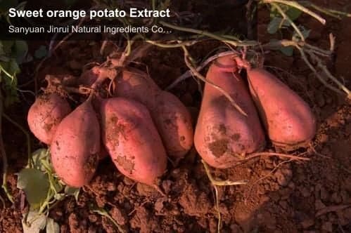 Sweet orange potato Extract