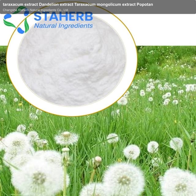 taraxacum extract Dandelion extract Taraxacum mongolicum extract Popotan