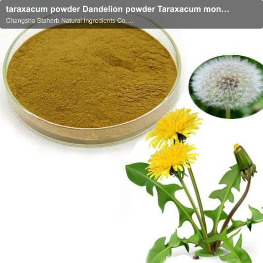taraxacum powder Dandelion powder Taraxacum mongolicum powder Popotan powder