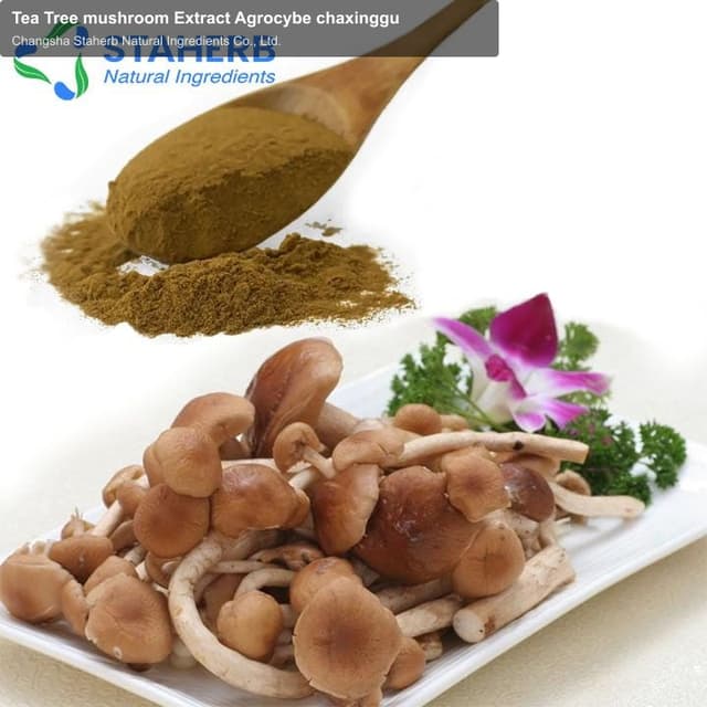Tea Tree mushroom Extract Agrocybe chaxinggu
