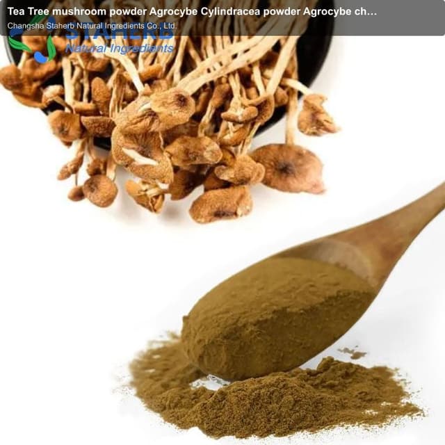 Tea Tree mushroom powder Agrocybe Cylindracea powder Agrocybe chaxingu powder Agrocybe aegirita powd