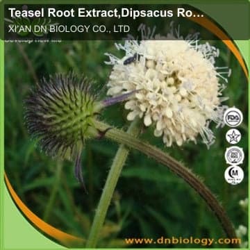 Teasel Root Extract,Dipsacus Root Extract