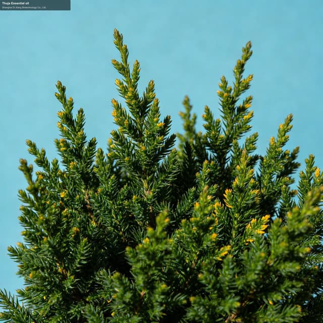 Thuja Essential oil