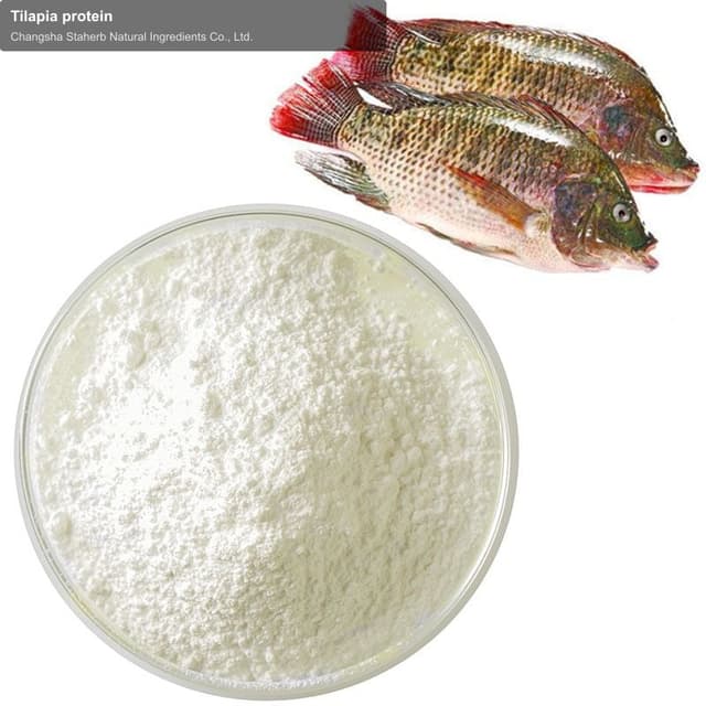 Tilapia protein