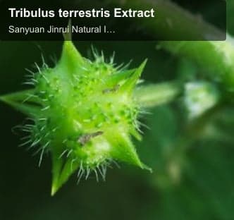 Tribulus terrestris Extract