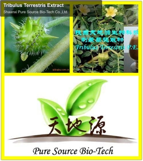 Tribulus Terrestris Extract