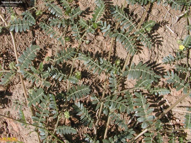 Tribulus terrestris P.E.