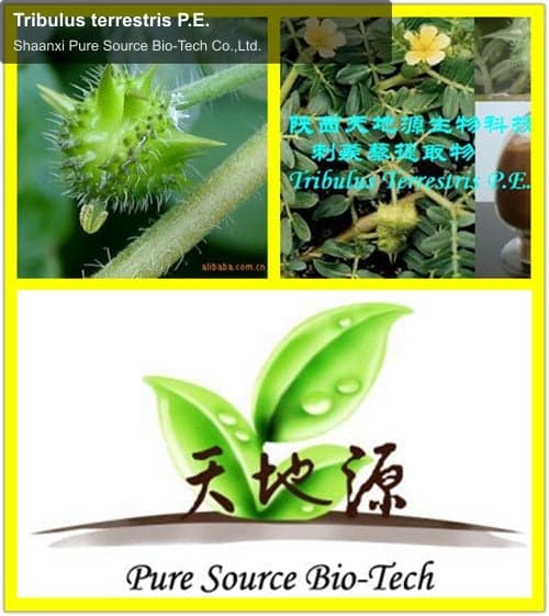 Tribulus terrestris P.E.