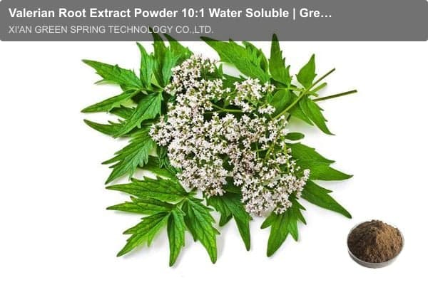 Valerian Root Extract Powder 10:1 Water Soluble | Green Spring Technology
