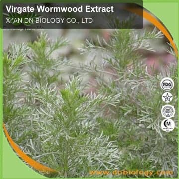 Virgate Wormwood Extract