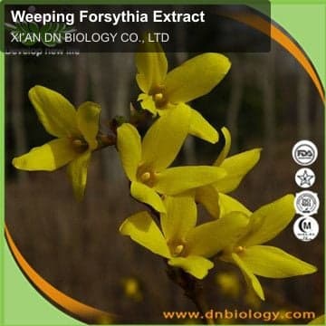 Weeping Forsythia Extract