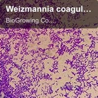 Weizmannia coagulans BC-G44