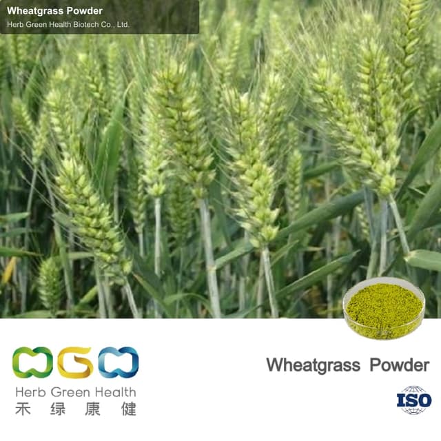 Wheatgrass Powder