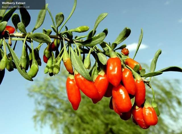 Wolfberry Extract