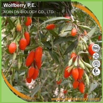 Wolfberry P.E.