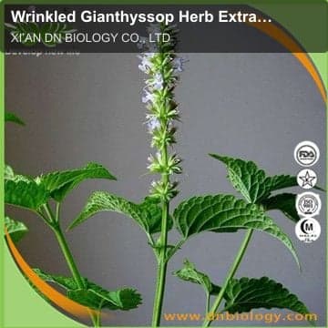 Wrinkled Gianthyssop Herb Extract