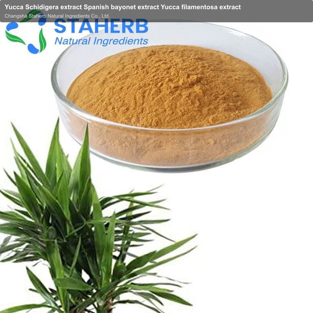 Yucca Schidigera extract Spanish bayonet extract Yucca filamentosa extract